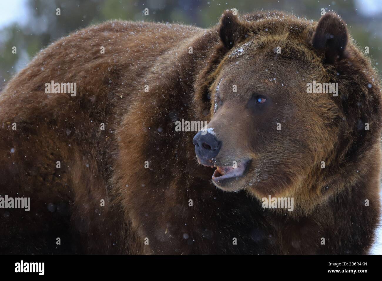 Yellowstone Bear Snow Hi-res Stock Photography And Images - Alamy