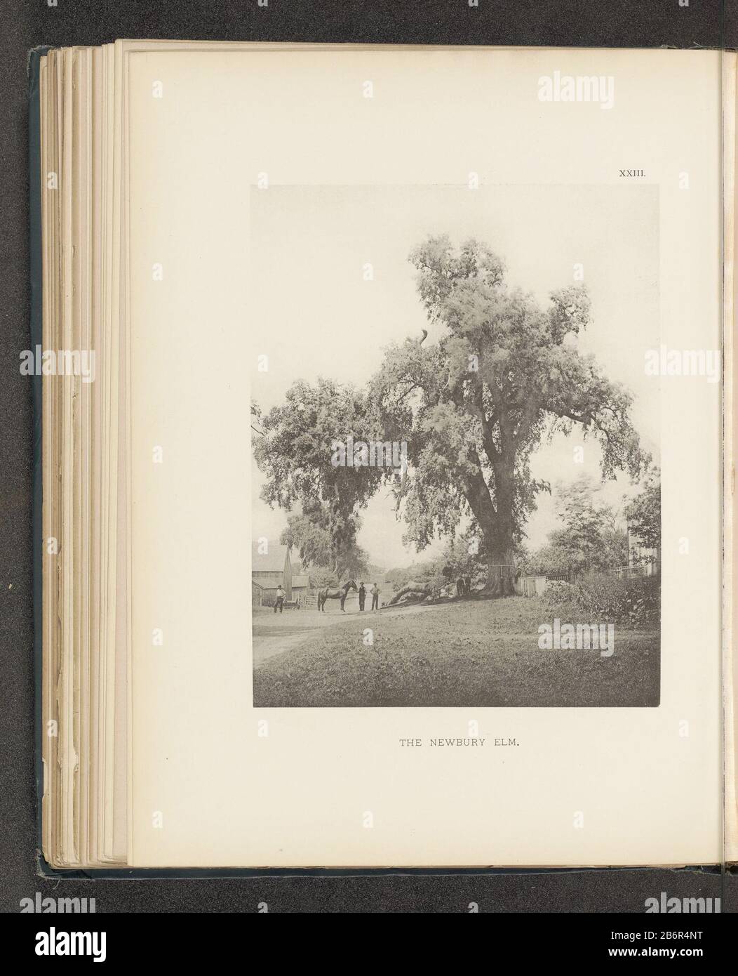 Gezicht op een iep langs een pad te Newbury The Newbury elm (titel op object) View of an elm tree along a path to NewburyThe Newbury elm (title object) Property Type: photomechanical print page Item number: RP-F 2001-7-1063-23 Inscriptions / Brands: number, recto, printed: 'XXIII.' Manufacturer : photographer: Henry Brooksclichémaker: anonymous place manufacture: photographer: Newburyclichémaker: USA Date: about 1880 - or for 1890 Material: paper Technique: light pressure measurements: imprinted: h 224 mm × W 175 mmToelichtingFoto on page 47.  Subject: trees: elmfaçade (or house or building) W Stock Photo