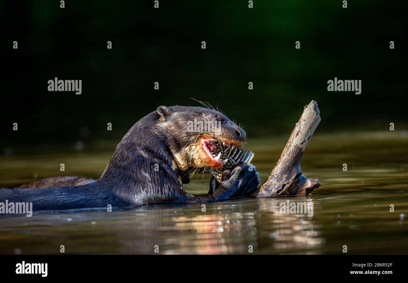 Giant otter is eating fish in water. Close-up. Brazil. Pantanal