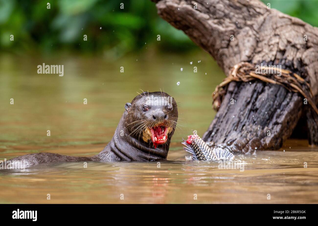 Giant Otter Is Eating Fish In Water Close Up Brazil Pantanal National Park Stock Photo Alamy Giant Otter Is Eating Fish In Water Close Up Brazil Pantanal National Park Stock Photo Alamy