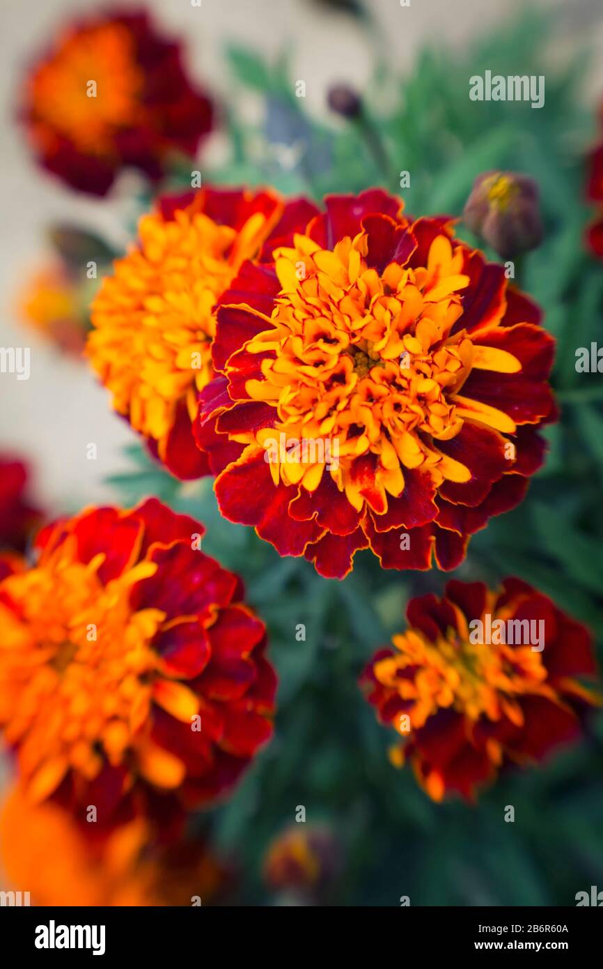 Close up image of a red and orange flower, shot with a art tilt shift lens. Stock Photo