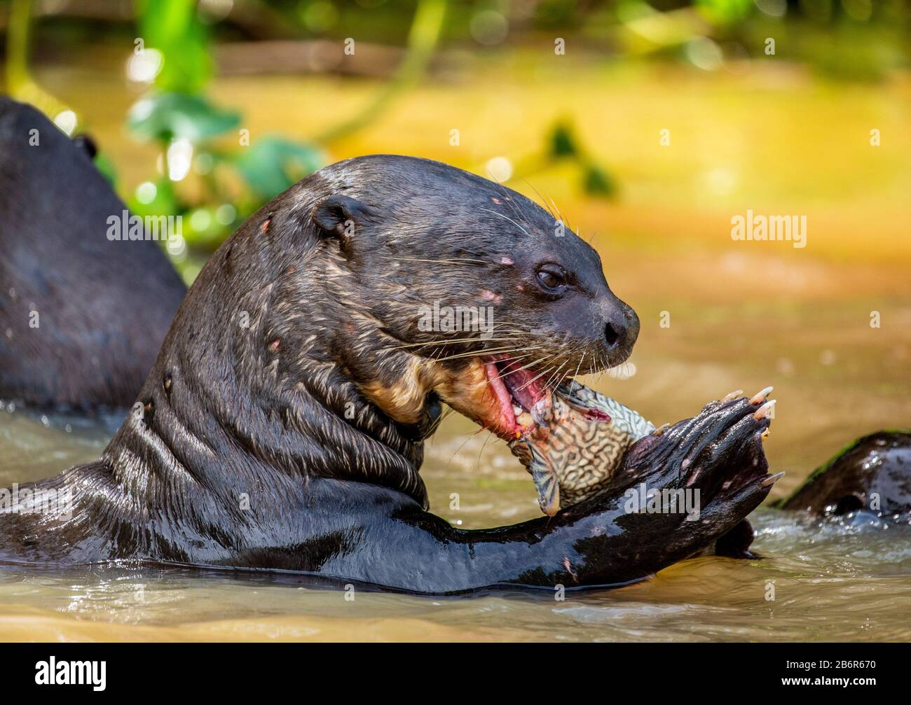 Giant otter is eating fish in water. Close-up. Brazil. Pantanal