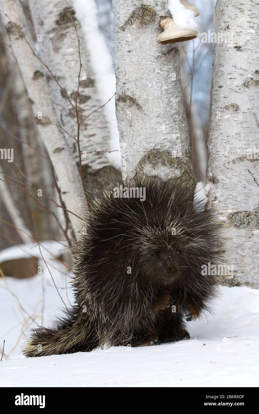 Porcupine quill american hi-res stock photography and images - Alamy