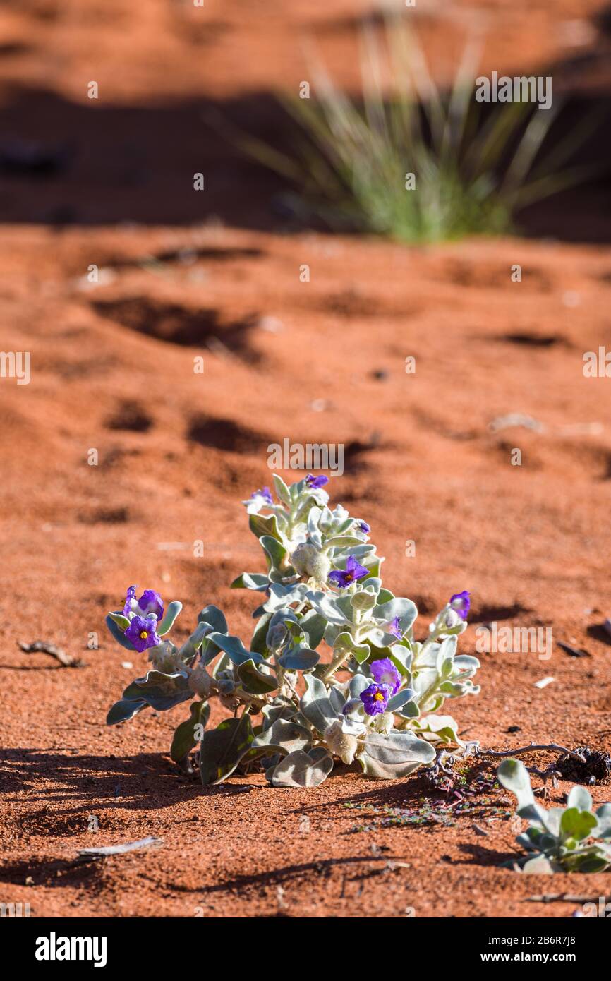 Low perspective view of a small desert bush with vivid purple flowers in the foreground and a clump of grass in the background at Lake Ballard, WA. Stock Photo
