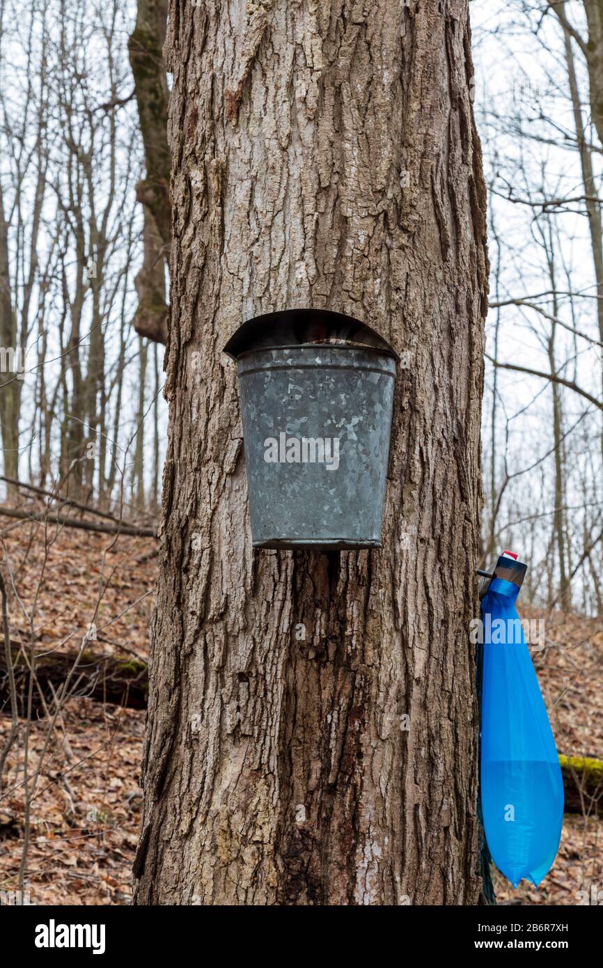Maple Sugar sap gathering from Sugar Maple Trees, SW Michigan, USA, by