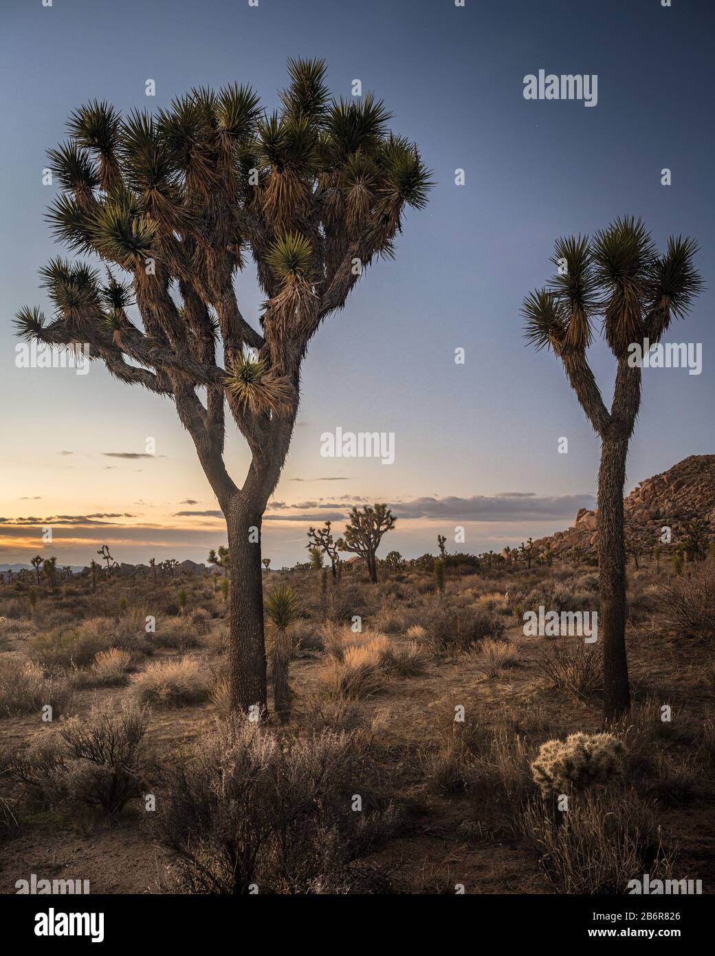 Joshua Tree National Park is a vast protected area in southern California. Stock Photo