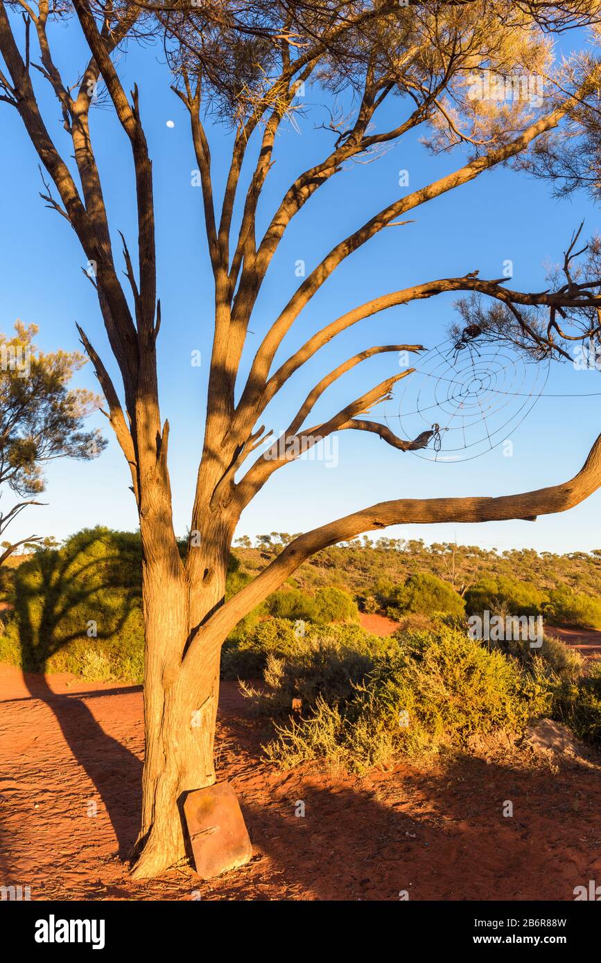 View of old she oak tree with man-made spider and web hanging in the tree and Barbecue plate resting on trunk at Lake Ballard in Western Australia. Stock Photo