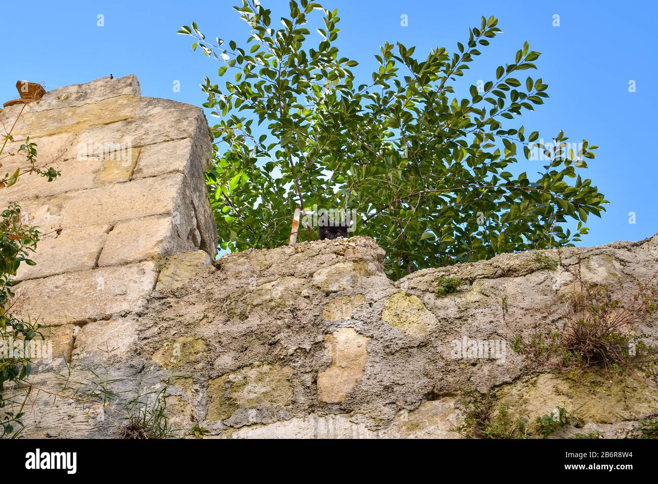 A black kitten hides in the bushes atop an ancient stone wall in the city of Matera, Italy. Stock Photo