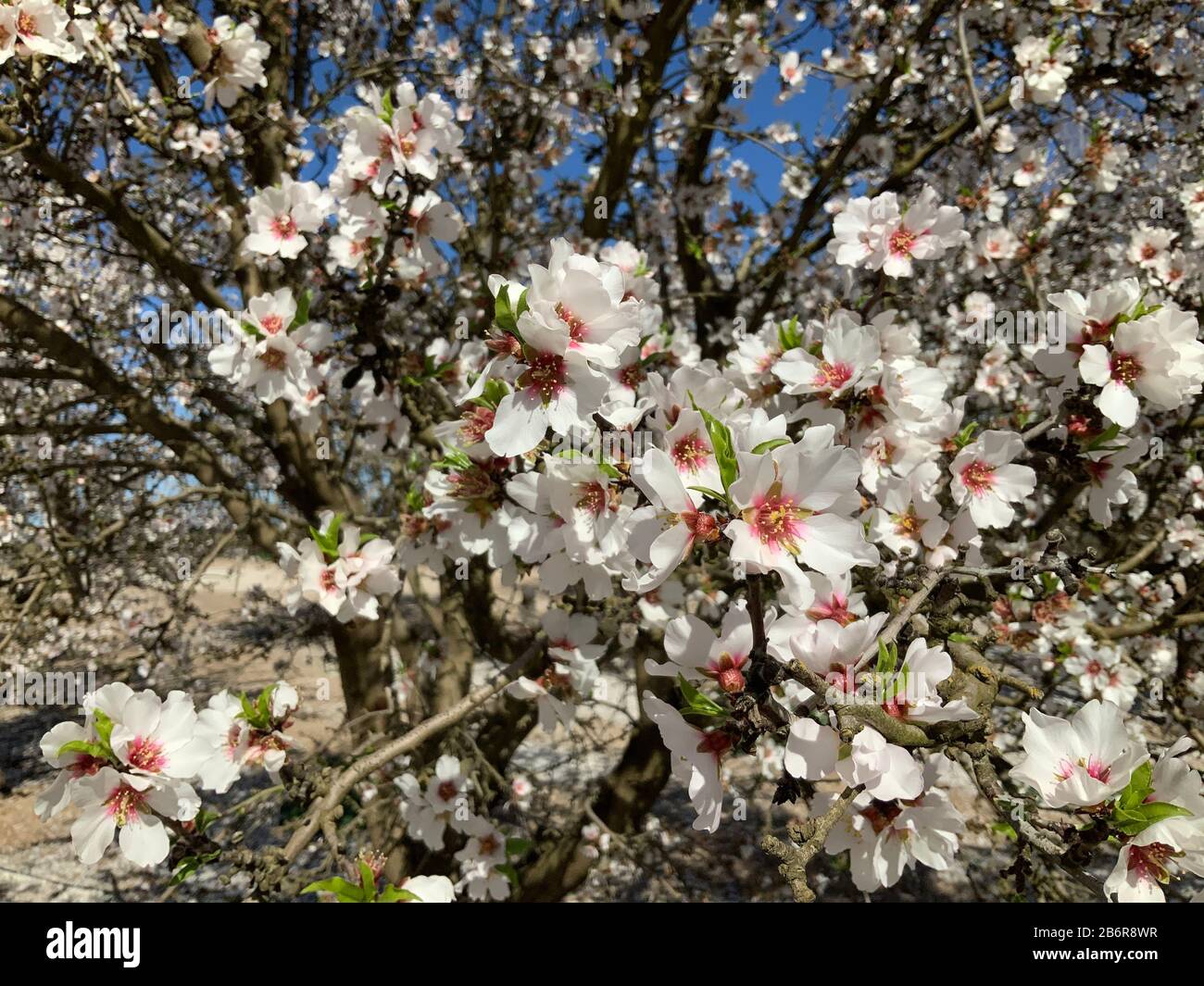 Almond Blossoms Blooming in Orchard in California Stock Photo Alamy