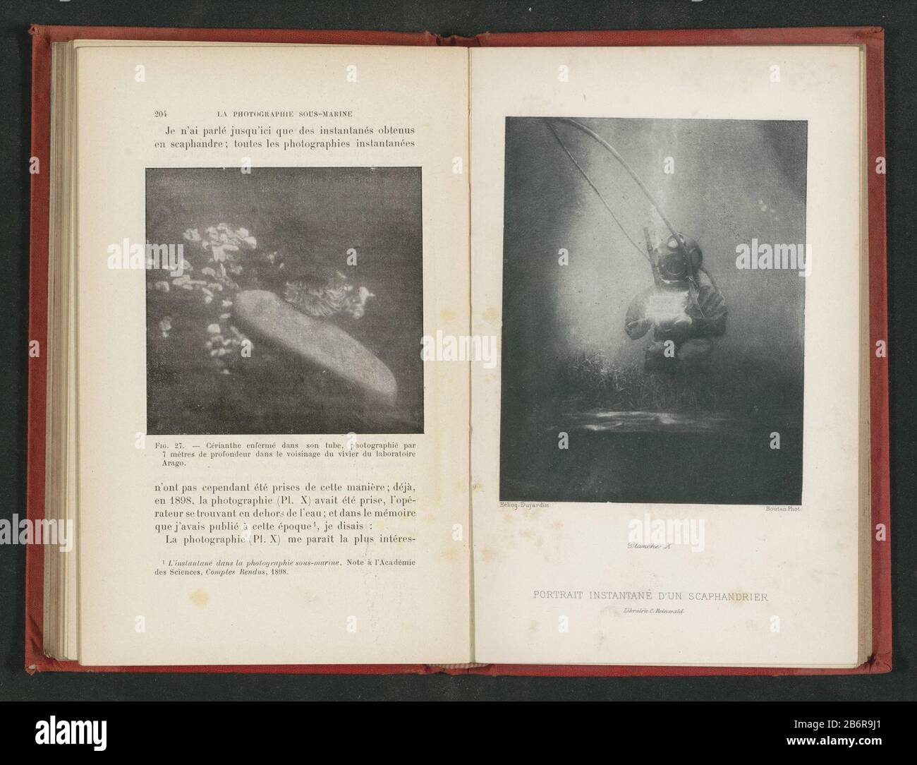 View of a zeeanemoonCérianthe enfermé dans son tube, Photographie par 7 mètres de profondeur dans le voisinage du vivier du Laboratoire Arago (title object) Property Type: photomechanical print page Item number: RP-E-2001-7- 115-26 Inscriptions / Brands: number, recto, printed: 'Fig. 27.' Manufacturer : manufacturer: anonymous location manufacture: France Dating: ca. 1890 - in or in front 1900 Material: paper Technique: autotypie Dimensions: picture: h 93 mm × 96 b mmToelichtingPrent on page 204. Subject: Coelenterata (Anemone) Stock Photo