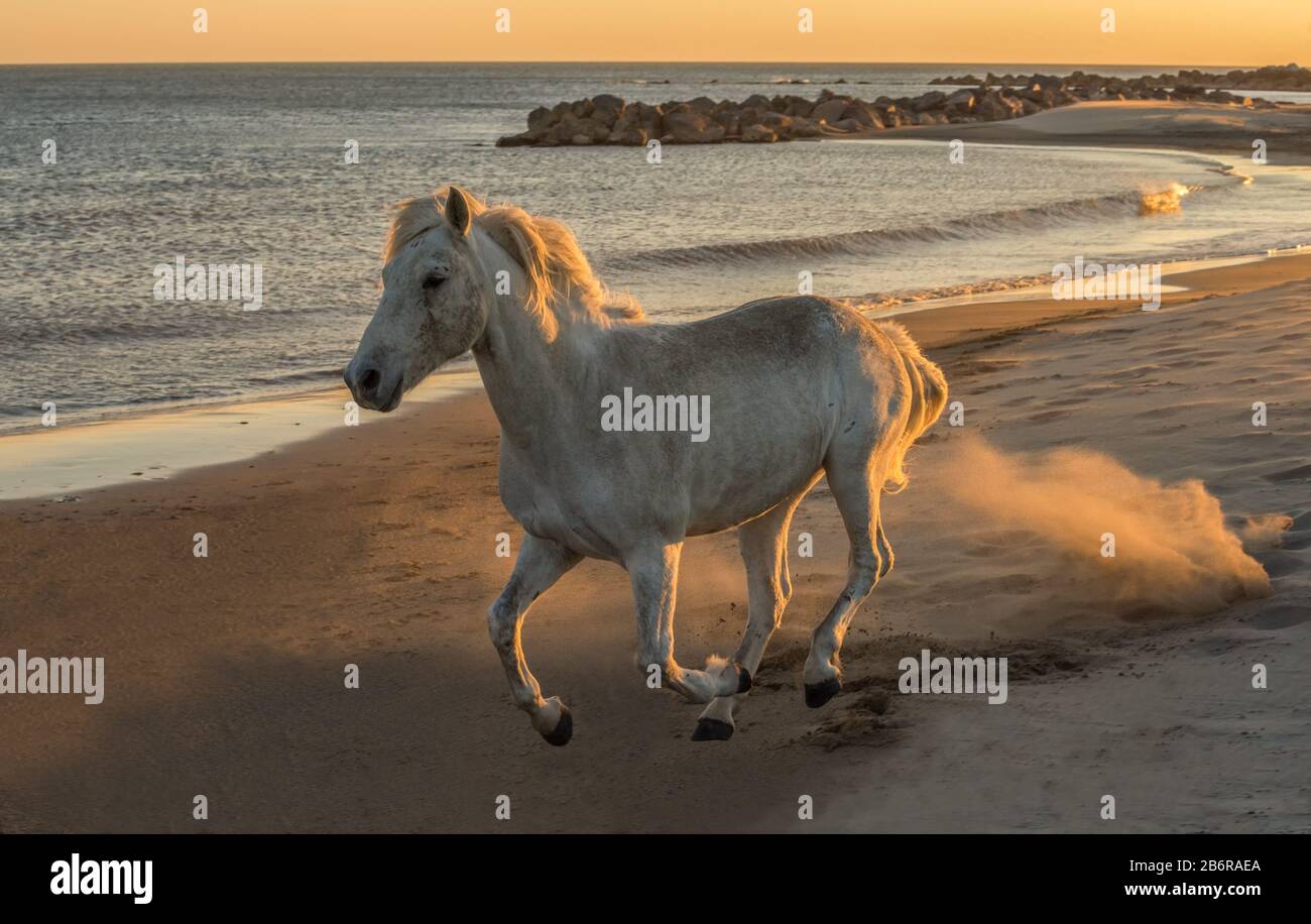 Camargue horses (Equus caballus), galloping along the sand near Saintes-Marie-de-la-Mer, Camargue, France, Europe Stock Photo