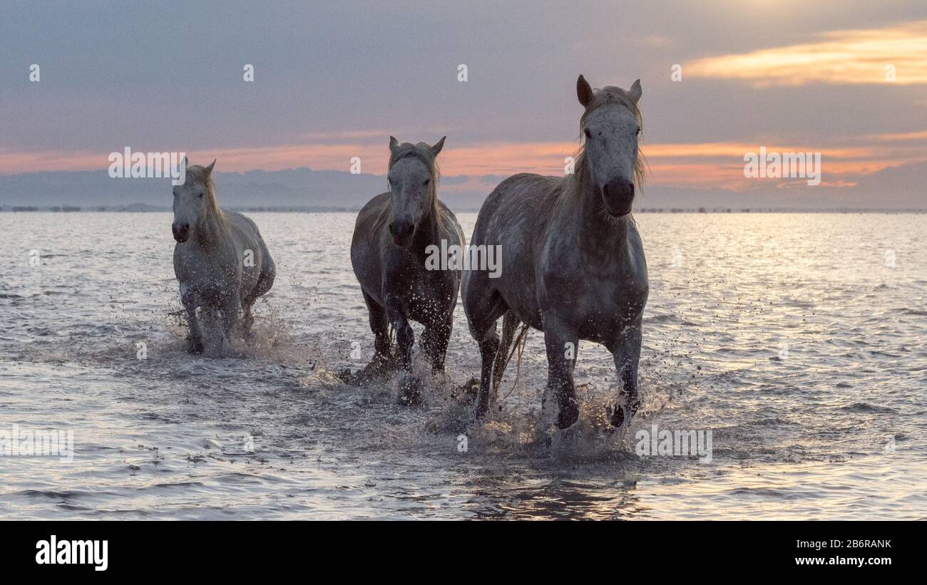 Camargue horses (Equus caballus), gallopping through water near Saintes-Marie-de-la-Mer, Camargue, France, Europe Stock Photo