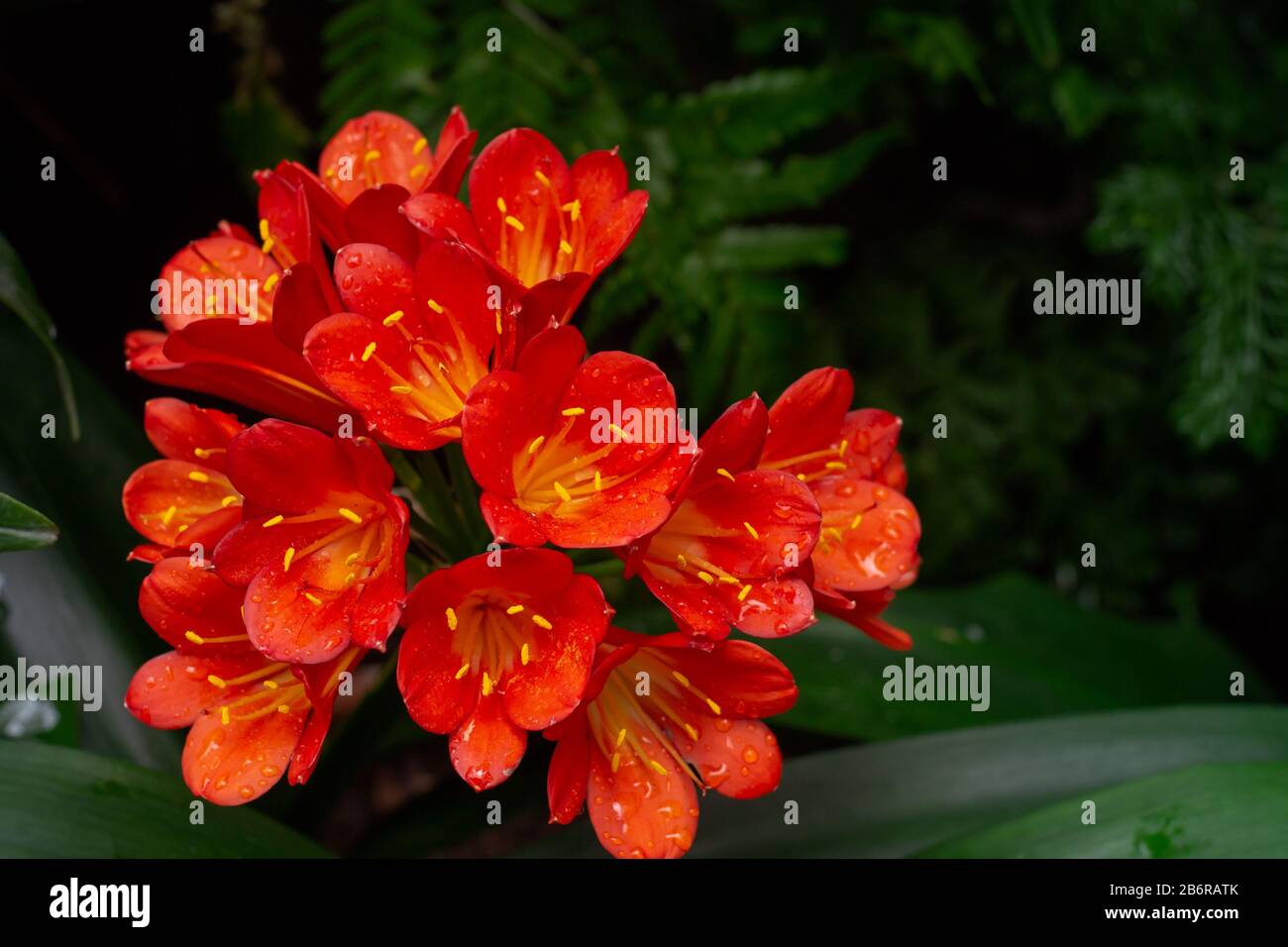 Clivia miniata, also known as Natal lily, bush lily or Kaffir lily, an evergreen perenial native to South Africa with striking red-orange, fiery, trum Stock Photo