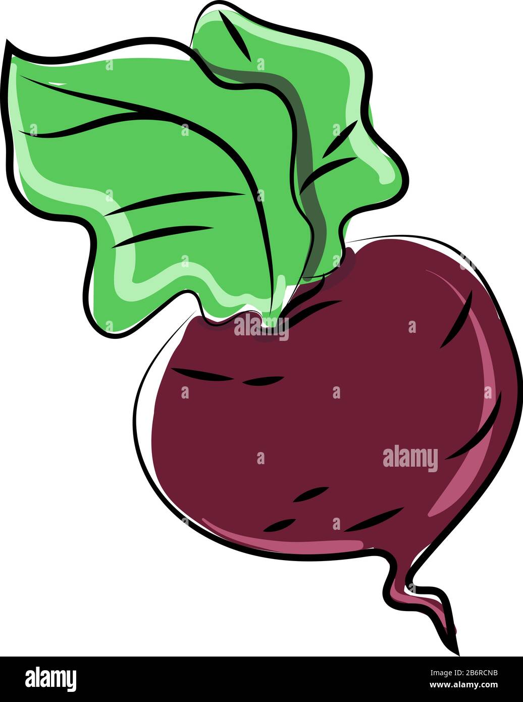 Beet drawing, illustration, vector on white background Stock Vector