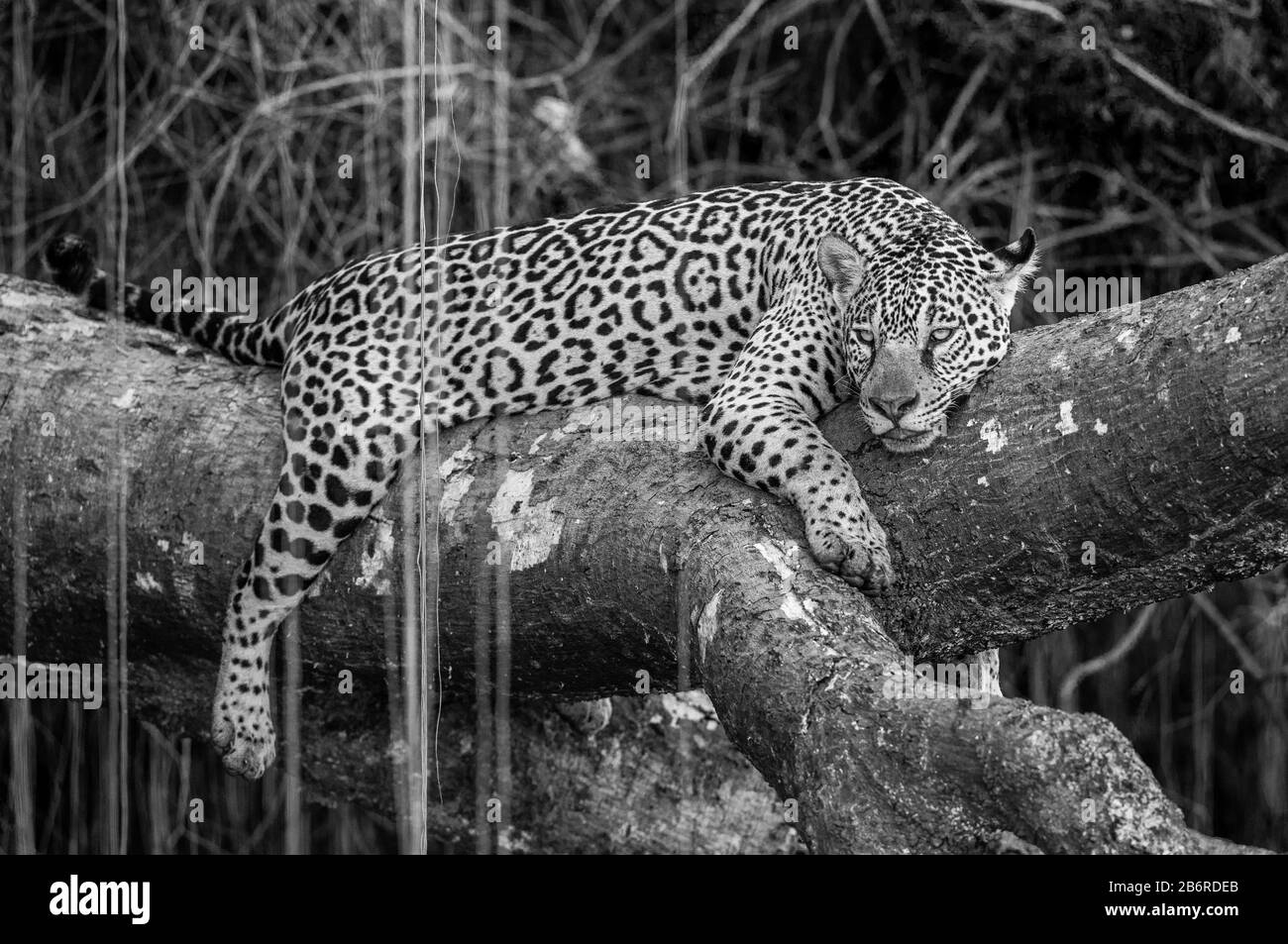 Jaguar lies on a picturesque tree in the middle of the jungle. South America. Brazil. Pantanal National Park. Stock Photo