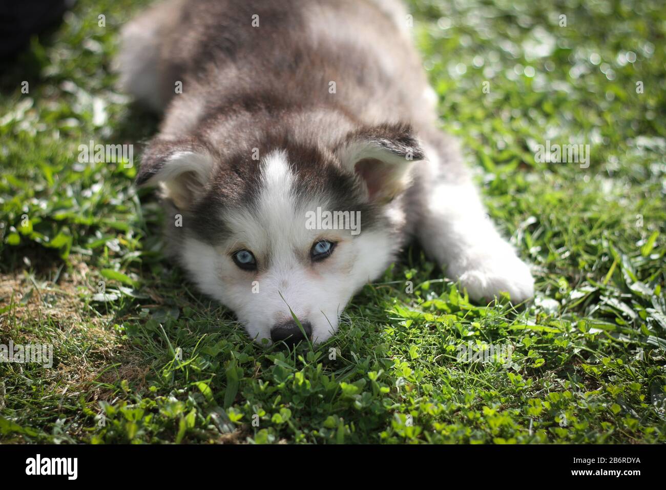 husky puppy in the park playing Stock Photo - Alamy