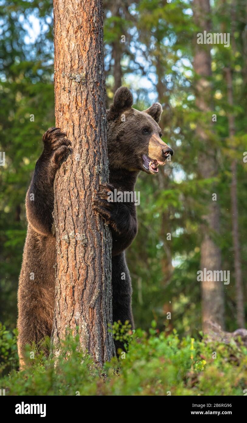 Brown bear stands on its hind legs by a tree in a pine forest. Adult