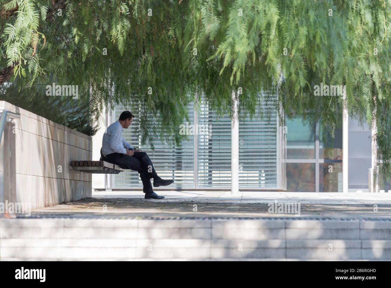 A man sitting under the shade of a Peppercorn tree (Schinus areira) checks his watch in a public seating area in Parramatta, New South Wales, Aust. Stock Photo