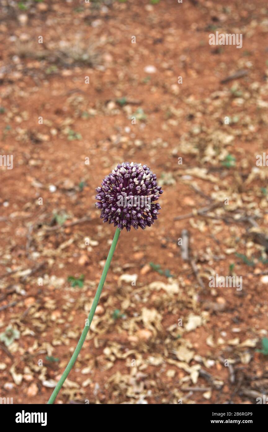 Closeup of the head of a wild garlic whose flower is purple with earth colored background Stock Photo