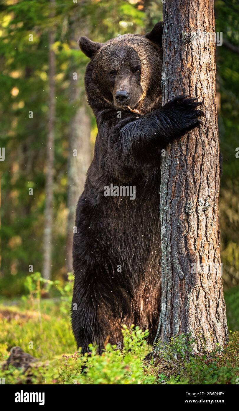 Brown bear stands on its hind legs by a tree in a pine forest. Adult
