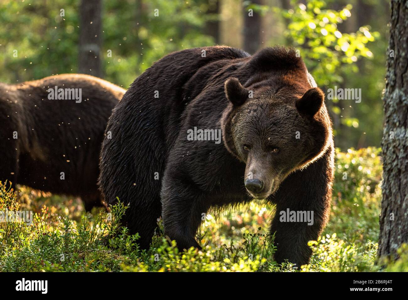 Big bear with backlit, forest in background. Adult Male of Brown bear in the summer forest. Scientific name: Ursus arctos. Natural habitat. Stock Photo