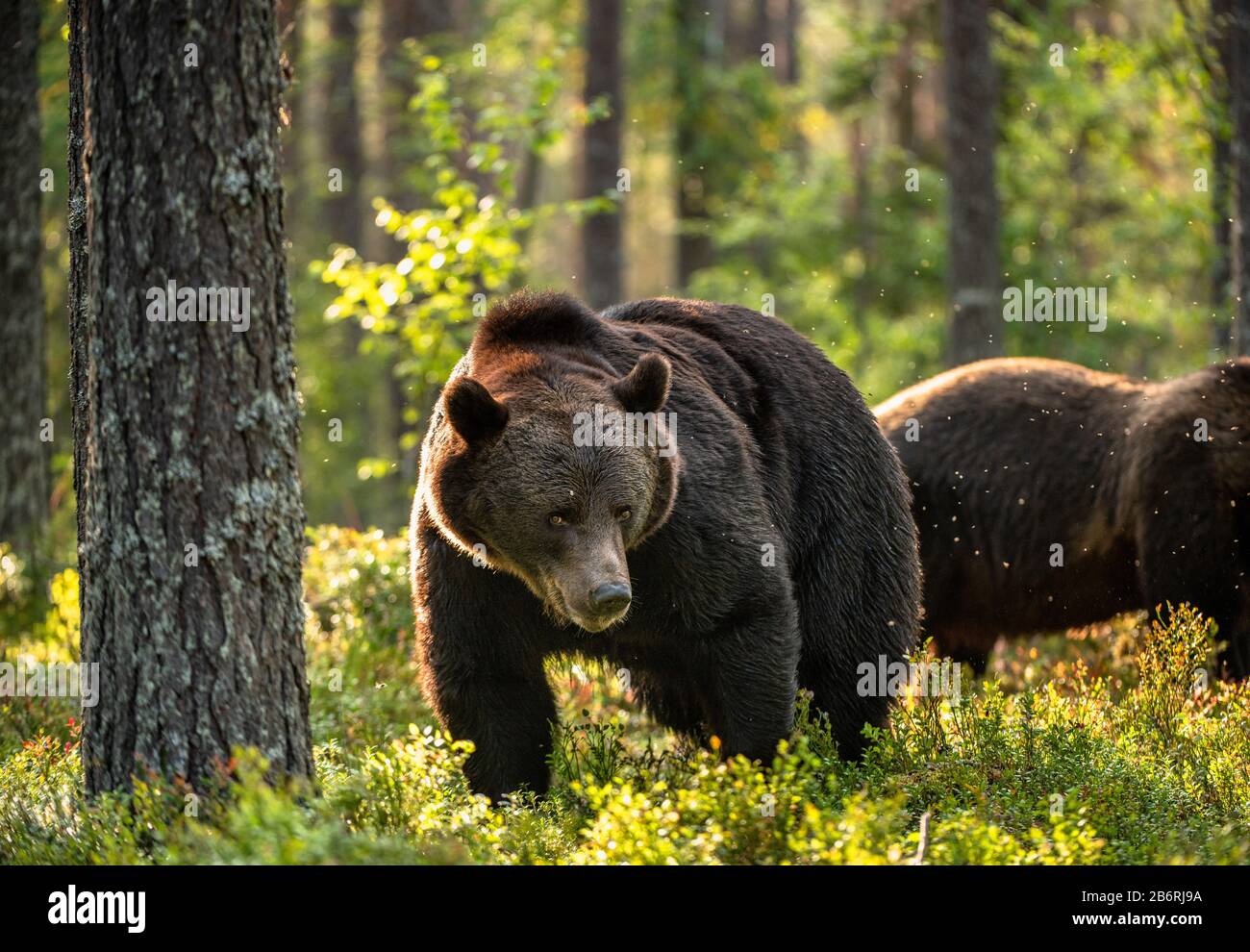 Big bear with backlit, forest in background. Adult Male of Brown bear in the summer forest. Scientific name: Ursus arctos. Natural habitat. Stock Photo