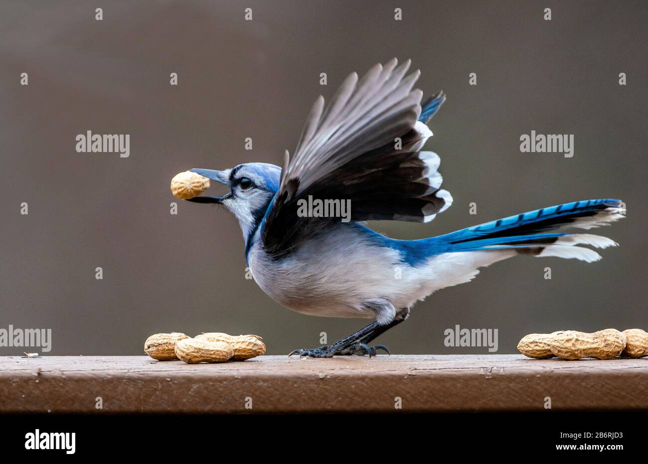 Flapper hi-res stock photography and images - Alamy