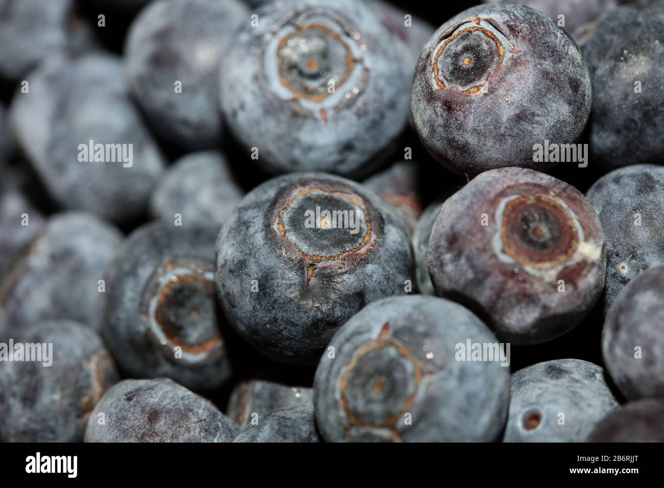 Wild blue berries hi-res stock photography and images - Alamy