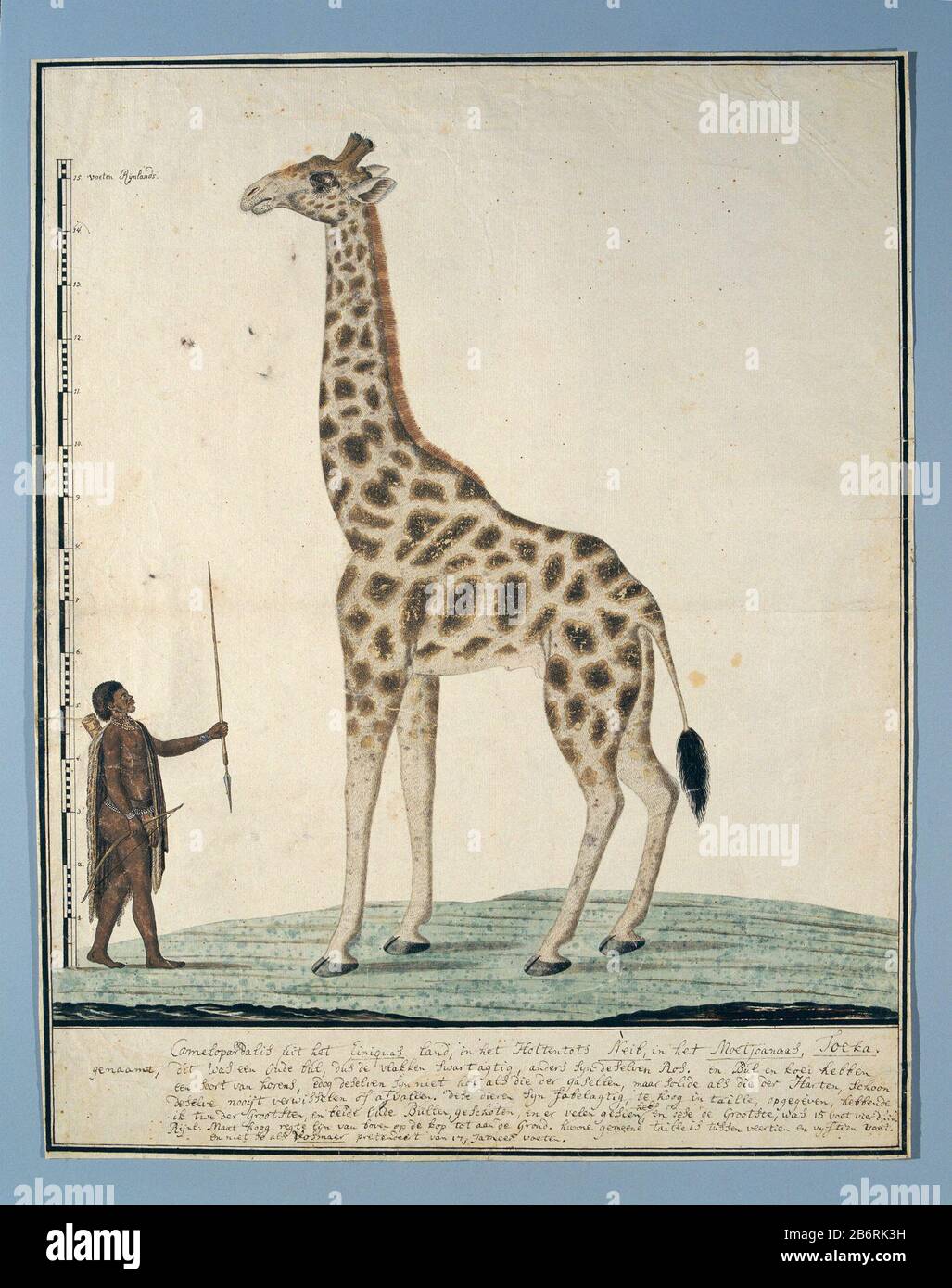Giraffa camelopardalis (Giraf) Giraffa camelopardalis (giraffe) Object Type: drawing album leaf Object number: RP-T-1914-17-149 Inscriptions / Brands: annotation, at the bottom of the margin, bottom, and lower right, pen in brown: 'recto links: scale [...]. Rhenish feet. ; below: Camelopardalis .... '7 Rules description (in Gordon's handwriting full text: L. C. Rookmaker, Appendix I of his thesis) Description: Giraffe (Giraffa camelopardalis), graduated in Rhineland size; Khoikhoi holding his assegai as ruler omhoog. Manufacturer : artist: Robert Jacob Gordon Date: Oct 13 1779 Physical feature Stock Photo