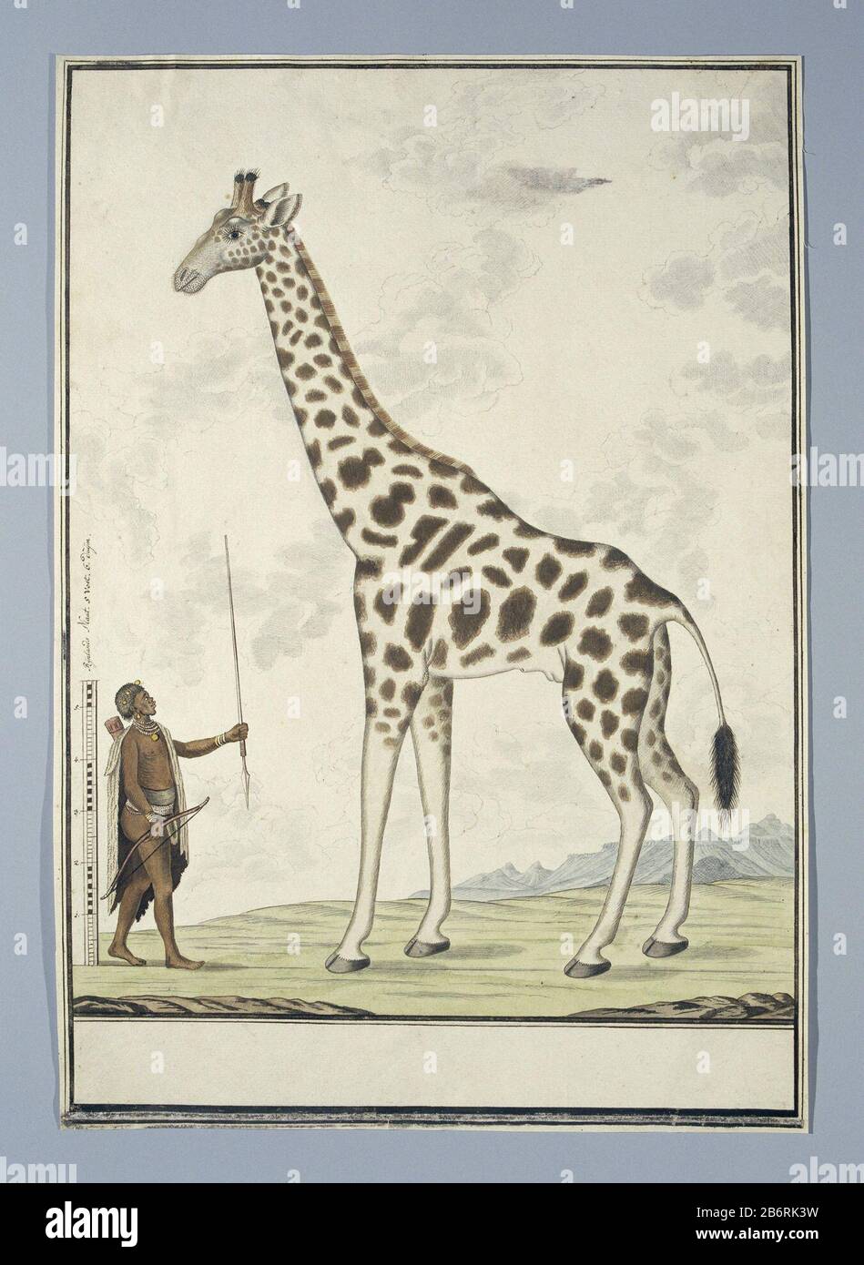 Giraffa camelopardalis (Giraf) Giraffa camelopardalis (giraffe) Property Type: Drawing album leaf Item number: RP-T-1914-17-148 Inscriptions / Brands: annotation, left presentation, pen in brown: 'scale, Rhineland size. 5 Feet. 6 Duijm (in calligraphy; full text: LC Rookmaker, Appendix I of his thesis). Description: Giraffe (Giraffa camelopardalis), graduated from the Khoikhoi in Rhineland size, the assegai as ruler omhooggehouden. Manufacturer : artist: Robert Jacob Gordon Date: Oct 1779 Physical features: pen and brush in ink, brush in watercolor in colors, pencil and black chalk, slightly h Stock Photo