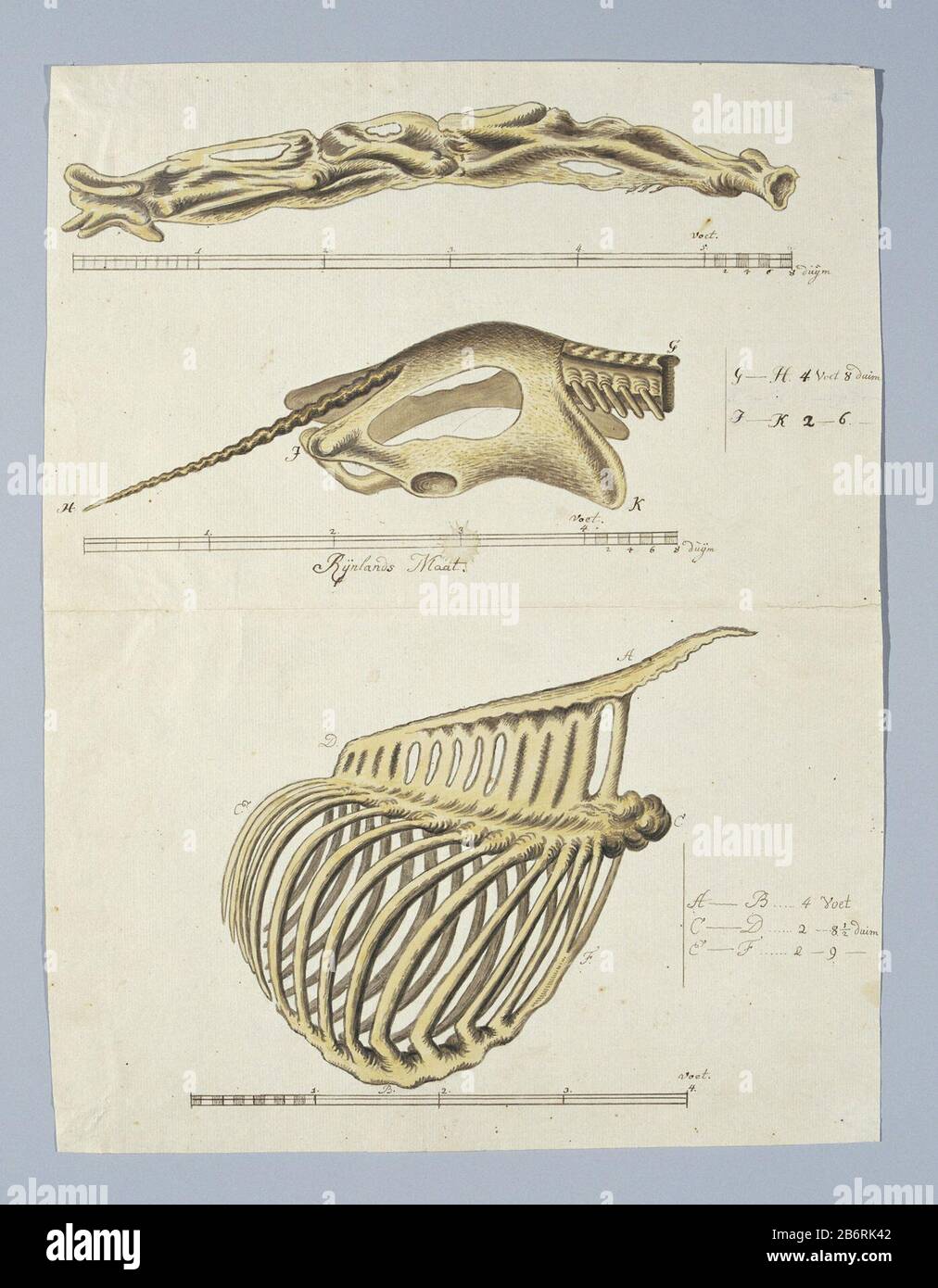 Giraffa camelopardalis (Giraf), skelet Giraffa camelopardalis (giraffe), skeletal object type: drawing album leaf Object number: RP-T-1914-17-155 Inscriptions / Brands: annotation, on the top strip, among the images, and on the right, pen and Brown, 'bee right pelvic: letter G t / m K, below scale: Rijnlands Maat ', with explanation and Dimensions: right;. scale in Rhenish feet and inches below each part (in Gordon's handwriting (letters and declaration), calligraphy for the measure; full text: LC Rookmaker, Appendix I of his thesis) annotation on lower strip, below the image and right pen in Stock Photo