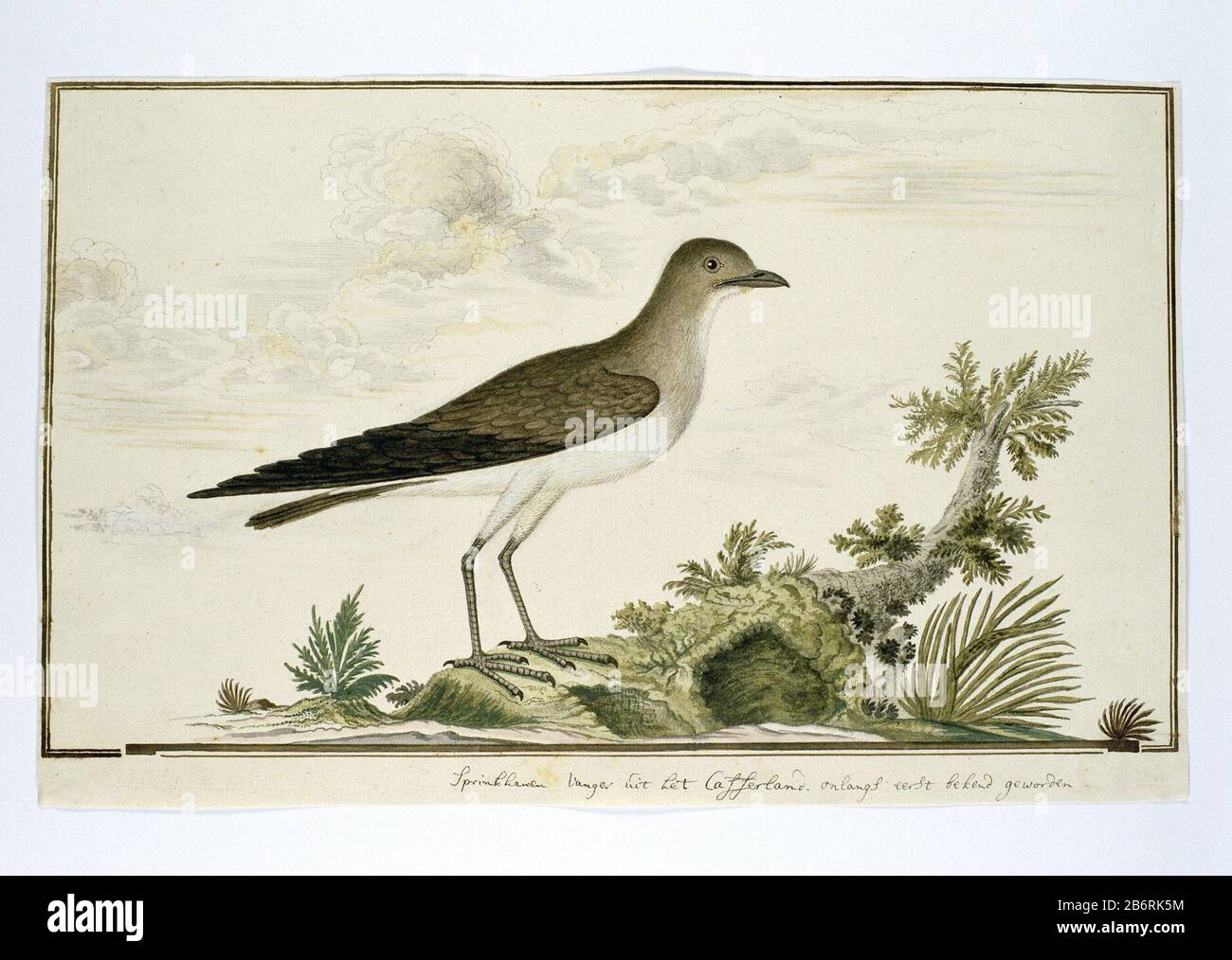 Vogelstudie: Steppenvorkstaartplevier (Glareola nordmanni) of de bruine vliegenvanger, Gordon noemt hem de Sprinkhanenvanger. Manufacturer :  draftsman: Robert Jacob Gordon Dating: okt-1777 - mar-1786 Physical kenmerken: pen en penseel in inkt, penseel in waterverf in kleuren, penseel in dekverf, potlood of zwart krijt, dubbele kaderlijnen rondom, onderaan links en rechts onderbroken Material: papier dekverf inkt waterverf potlood Techniek: pen / penseel Dimensions: albumblad: h 660 mm × b 480 mmblad: h 257 mm × b 405 mmbeeld: h 230 mm (binnen kader) × b 397 mmToelichtingbrown flycatcher (Eng. Stock Photo