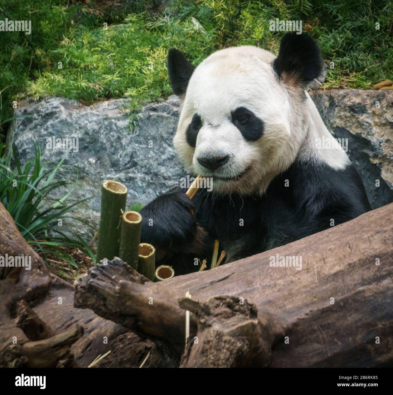 Image panda hi-res stock photography and images - Alamy