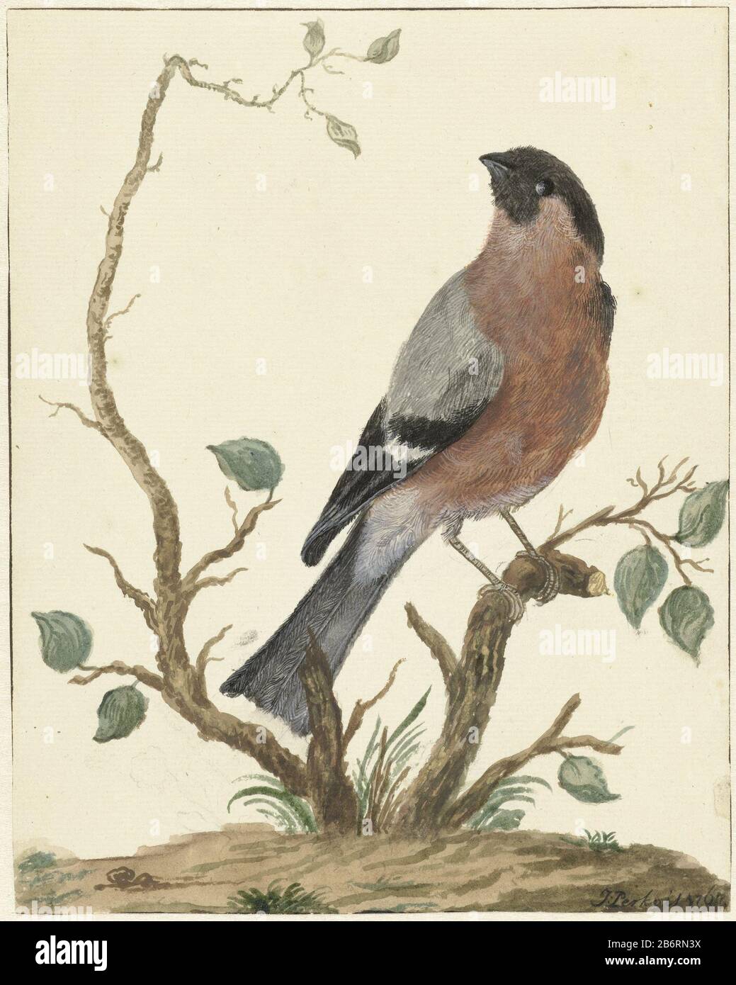 Goudvink Bullfinch Property Type Drawing Watercolor Item Number
