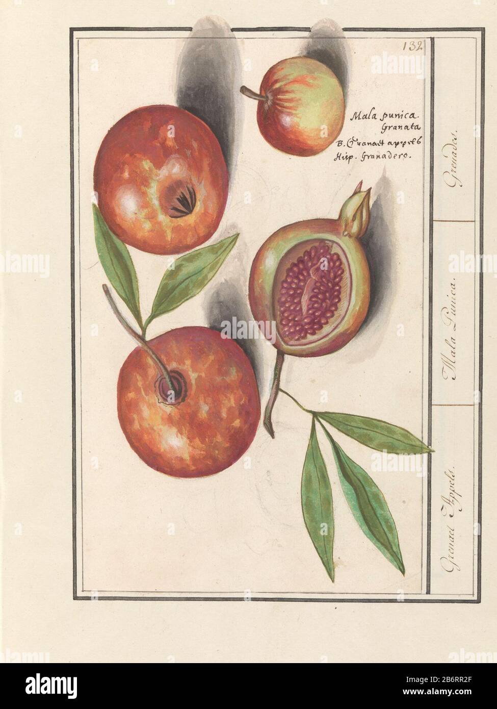 Granaatappel (Punica granatum) Grenaert Appels Mala Punica Grenades (titel  op object) Pomegranate. Some fruits with leaves, one cut open. Numbered top  right: 132. right the name in three languages. Part of the