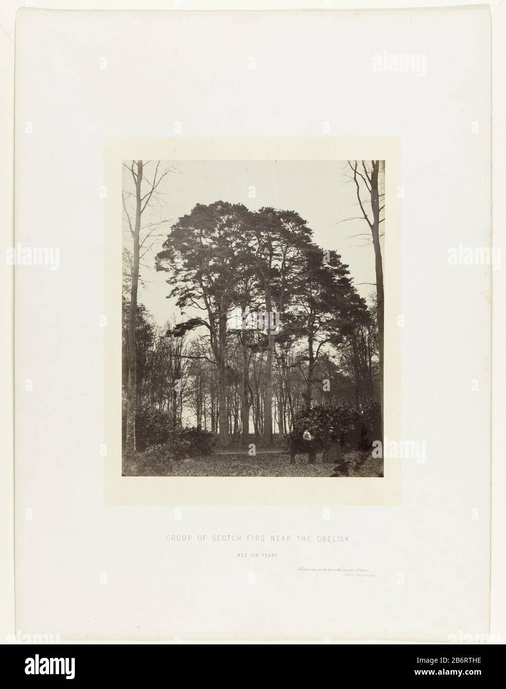 Groep naaldbomen vlakbij de obelisk op Windsor Estate Group Of Scotch Firs Near The Obelisk Age 104 Years (titel op object) Group conifers nearby the obelisk at Windsor Estate. Right in the foreground a woman with a child on a pony. The photo was published as plate 10 in the book The History of Windsor Great Park and Windsor Forest. Manufacturer : Photographer: William Bembridge (possible) Photographer: Earl of Caithness, James Sinclair (possible) Place manufacture: Great Britain Date: 1854 - 1864 Physical features: albumen print material: paper paper Technique: albumen print dimensions: photo Stock Photo