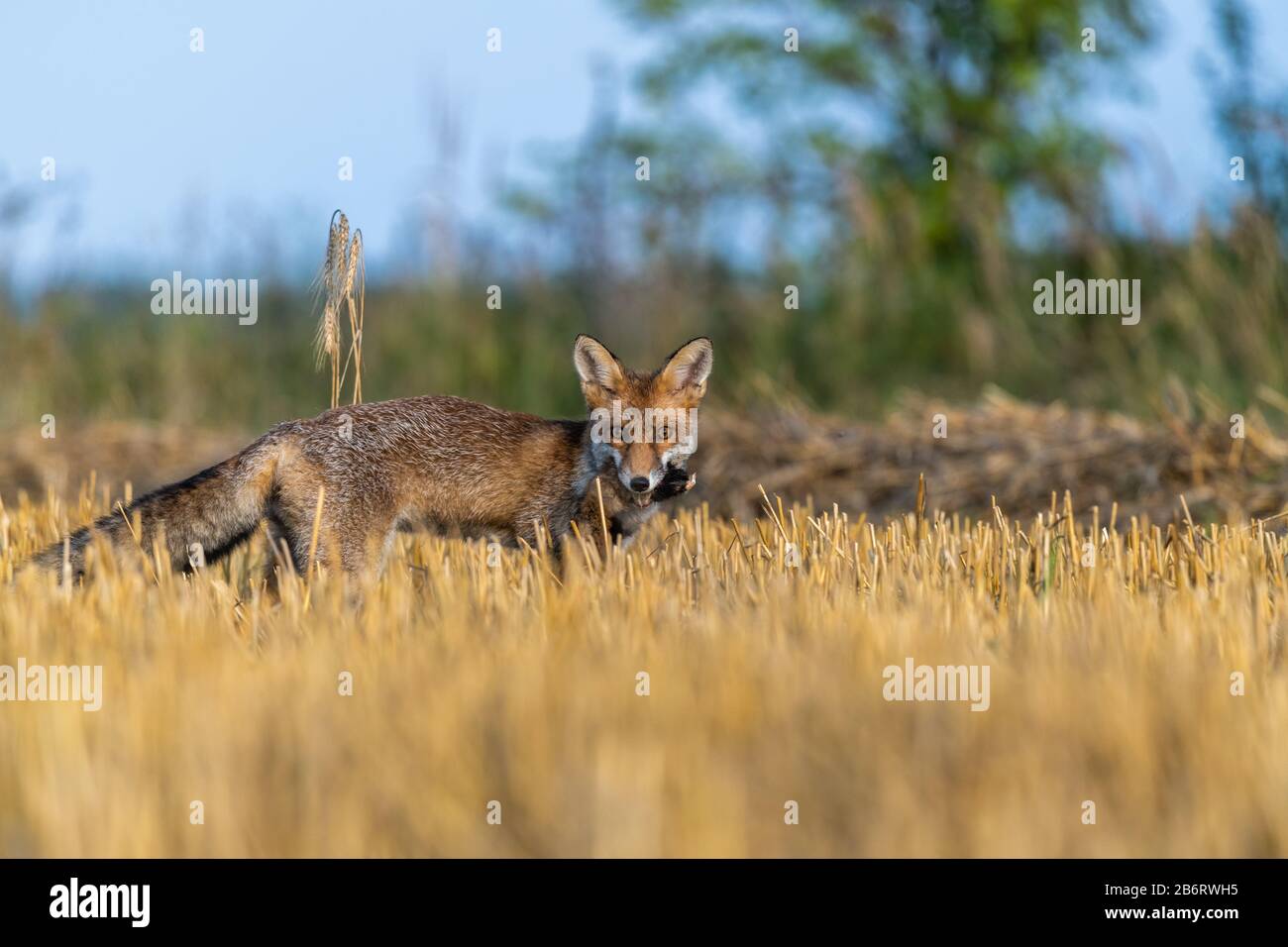 The fox holds a hamster in its mouth as its prey. Bright autumn day on the field. Stock Photo