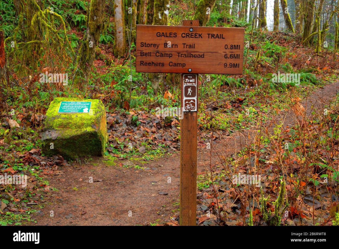 Gales Creek Trail, Tillamook State Forest, Oregon Stock Photo