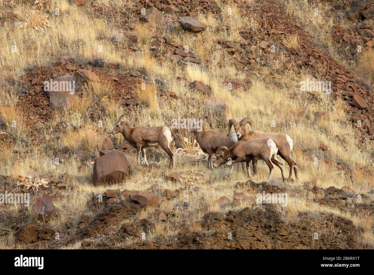 Bighorn sheep, Deschutes Wild and Scenic River, Lower Deschutes National Back Country Byway, Prineville District Bureau of Land Management, Oregon Stock Photo