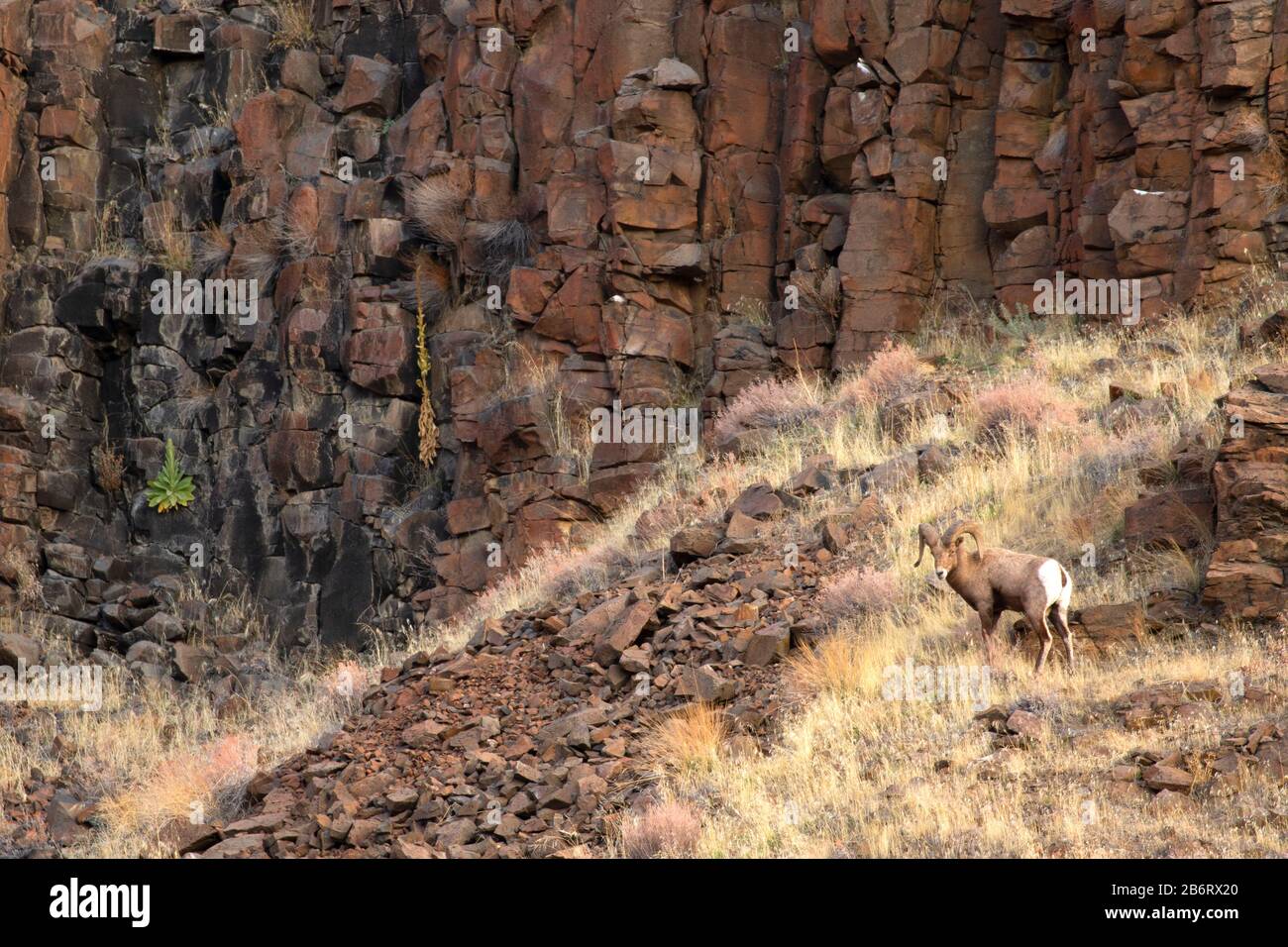 Bighorn sheep, Deschutes Wild and Scenic River, Lower Deschutes National Back Country Byway, Prineville District Bureau of Land Management, Oregon Stock Photo