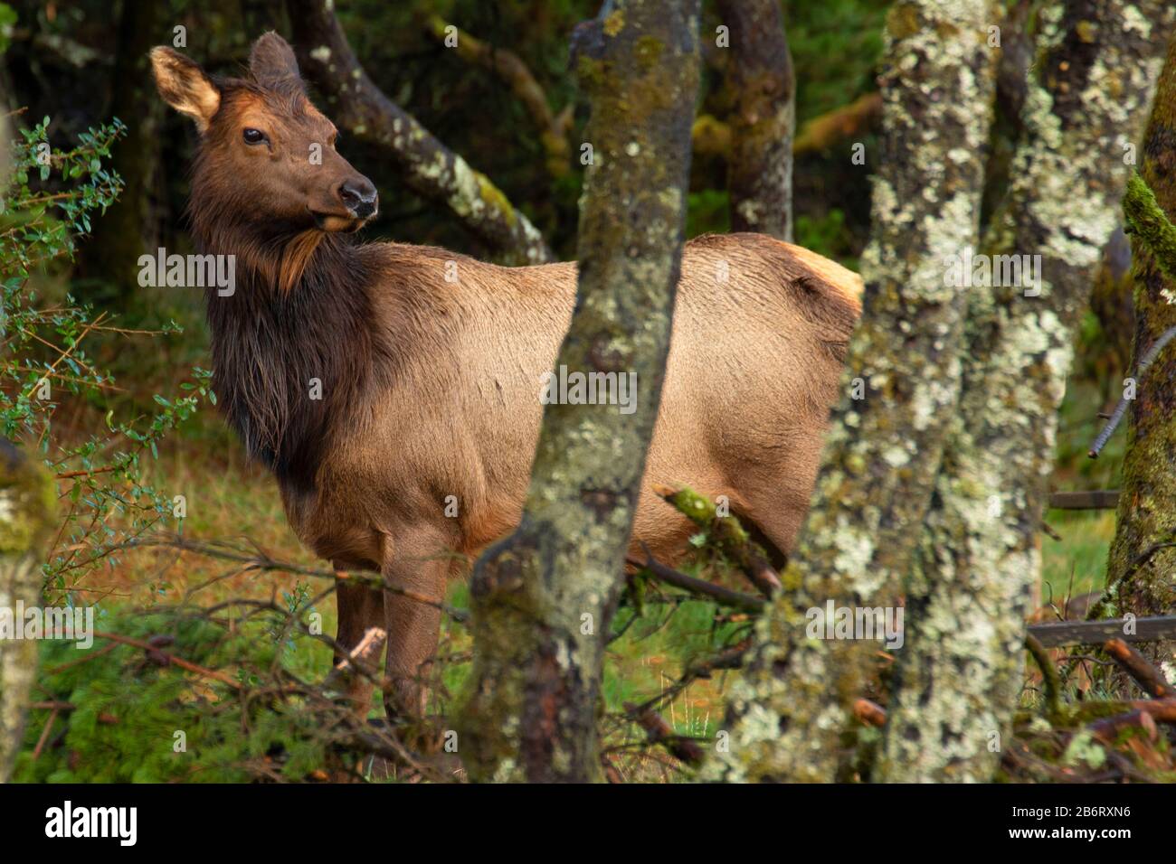 Roosevelt elk, Nehalem Bay State Park, Oregon Stock Photo