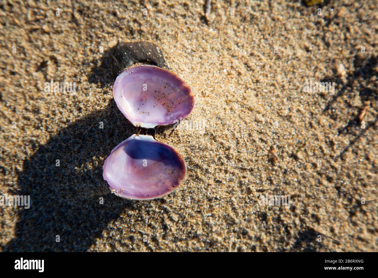 Clam shells along Sand Lake, Clay Myers State Natural Area at Whalen Island, Oregon Stock Photo