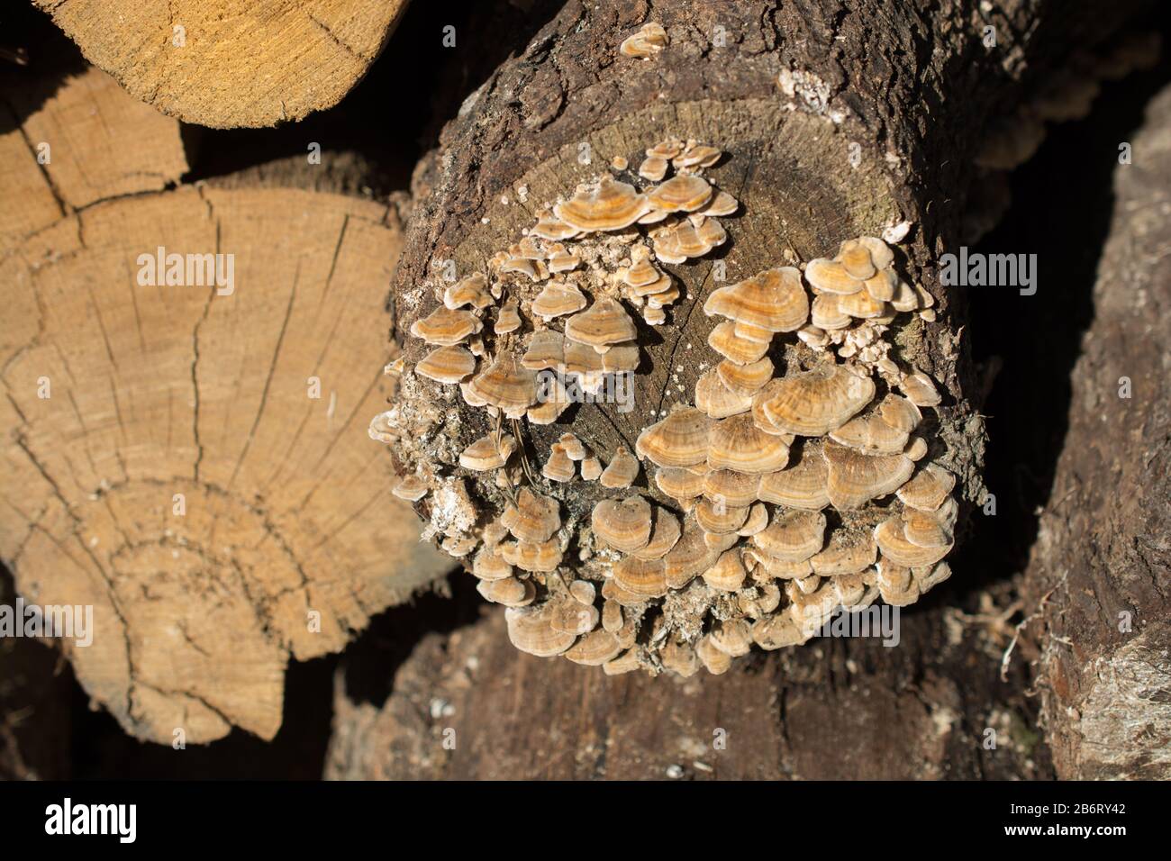 fungi growing on a fallen tree trunk Stock Photo - Alamy