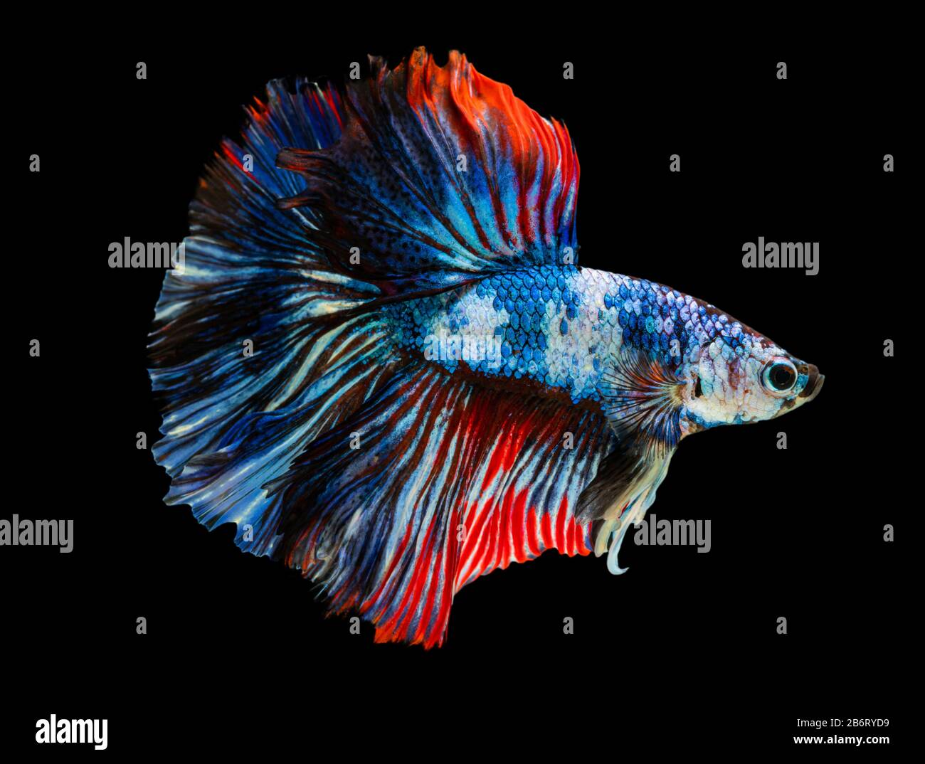 Beautiful betta splendens half moon siamese betta fish. fighting fish in  movement on black background Stock Photo - Alamy