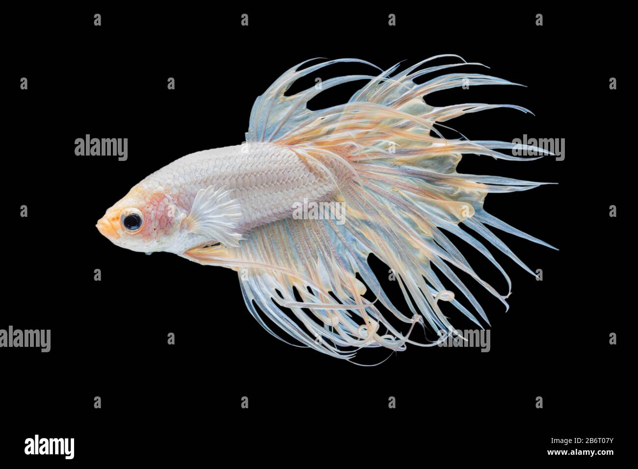 Beautiful white crowntail betta fish siamese fighting fish isolated on black background. fighting fish in movement on black background. Stock Photo