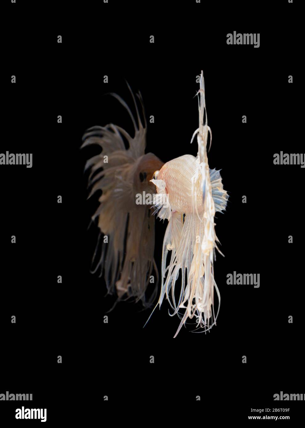 Beautiful white crowntail betta fish siamese fighting fish with reflection  isolated on black background. Stock Photo