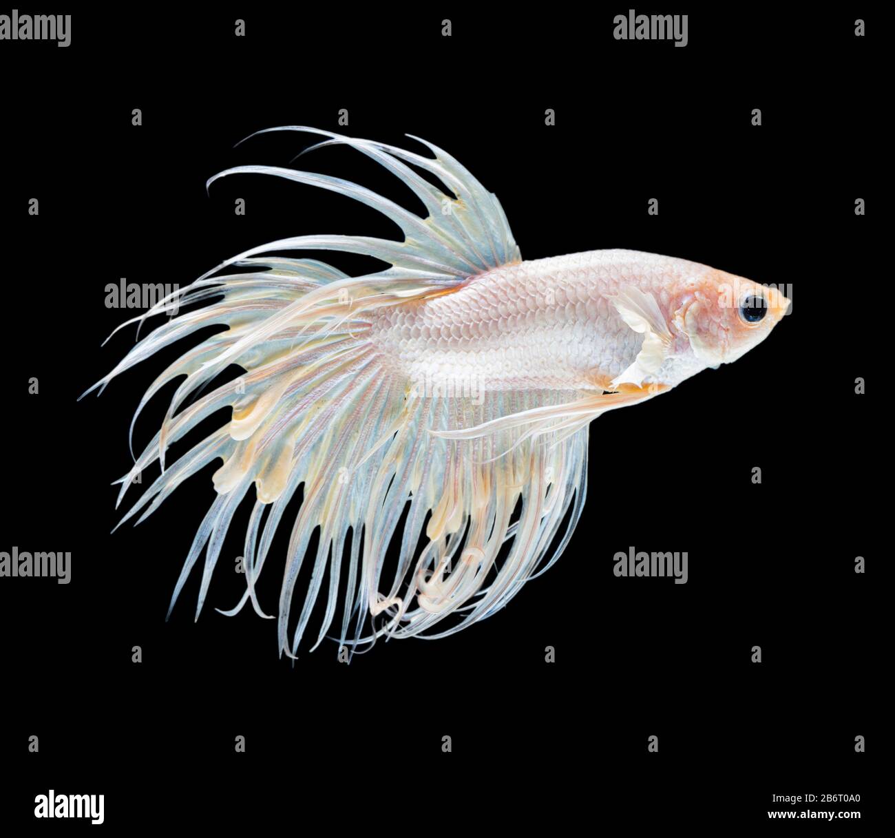 Beautiful white crowntail betta fish siamese fighting fish isolated on black background. fighting fish in movement on black background. Stock Photo