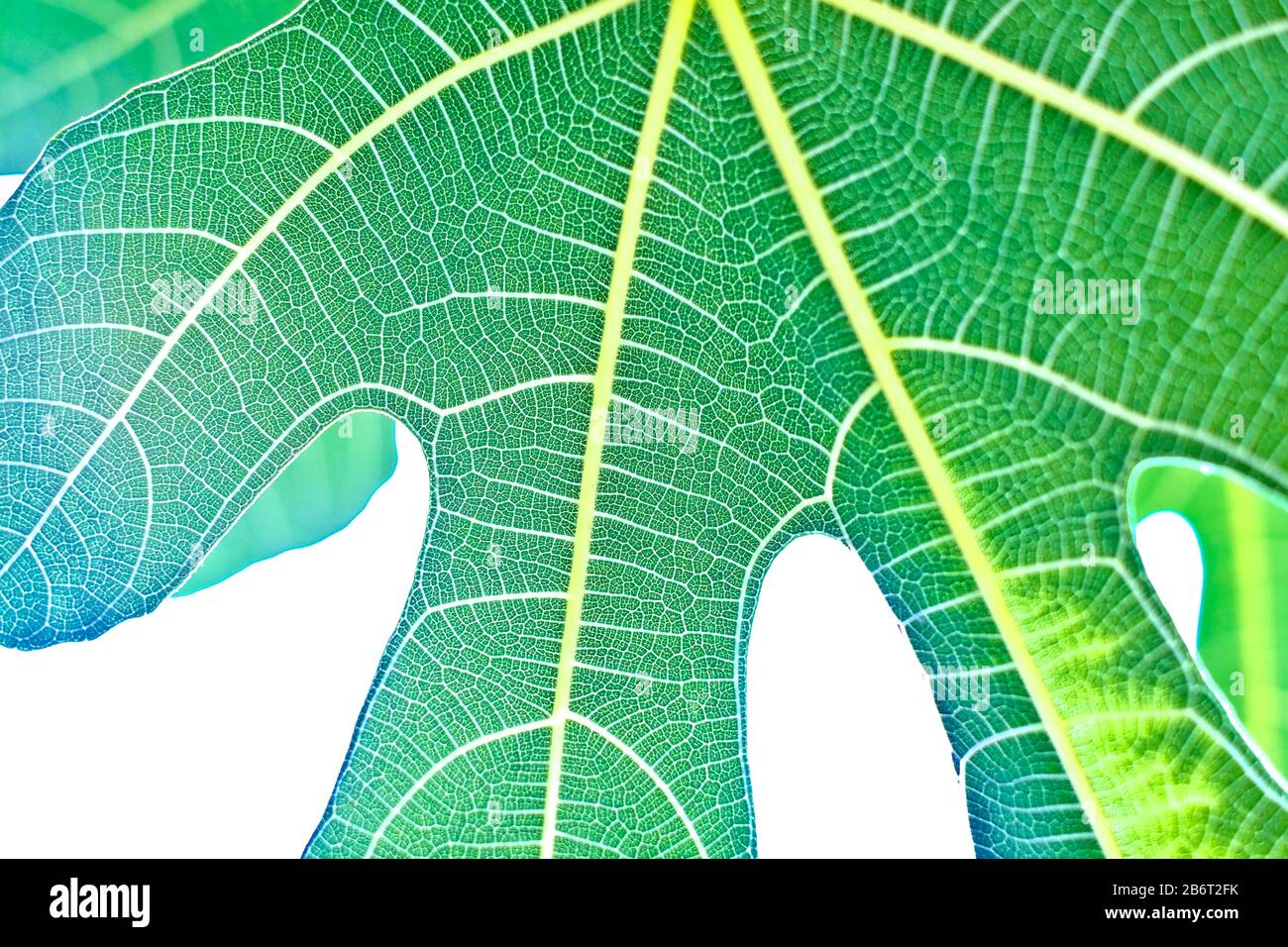Fig tree leaf hi-res stock photography and images - Alamy
