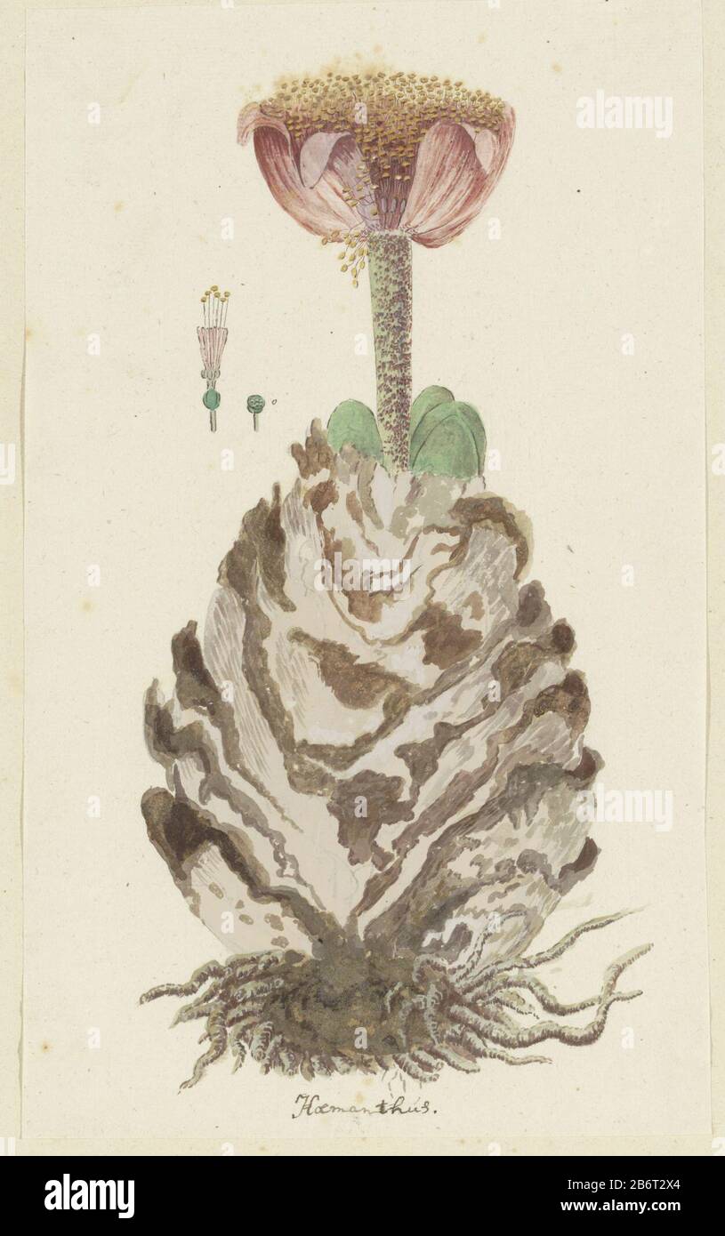 Haemanthus coccineus L.Hoemanthús (title object) Object Type: drawing album leaf Object number: RP-T-1914-18-82 Inscriptions / Brands: annotation, bottom center, pen and Brown, 'Hoemanthús' (in Gordon's handwriting) Description: Haemanthus coccineus L. Manufacturer : artist: Robert Jacob Gordon Date: Oct 1777 - mar-1786 Physical features: brush in watercolor in colors, brush in body color, pencil and black chalk, pen and ink material: paper finishing paint ink pencil crayons watercolor Technique: pen / brush dimensions: album leaf: h 660 mm × W 480 mmblad: h 315 mm × W 188 mmToelichtingDe draw Stock Photo