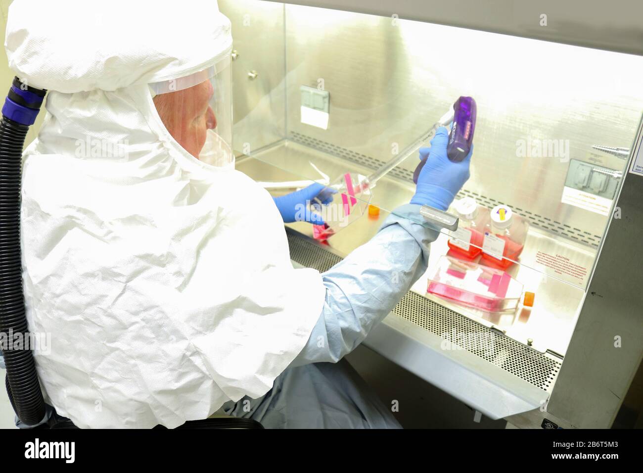 Harvesting samples of the virus that causes COVID-19 for use in developing models of infection, diagnostic tests, and vaccines and therapeutics. Stock Photo